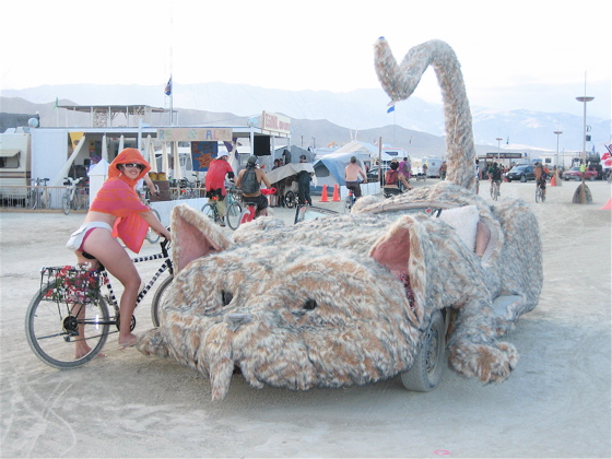 Cat car1 of many