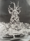 Pinhole shot of The Bone Tree