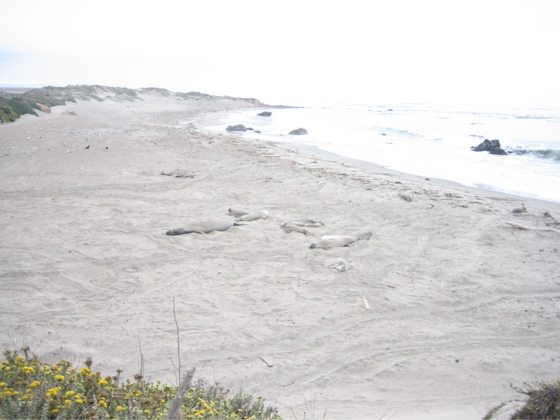 elephant seals