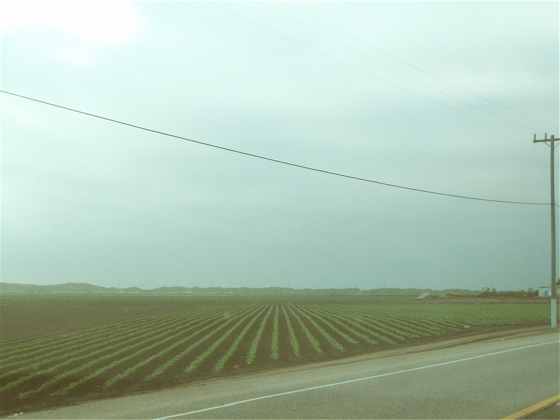 fields