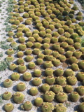 Cacti as art