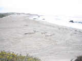 elephant seals