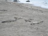 seals 2