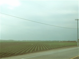 fields